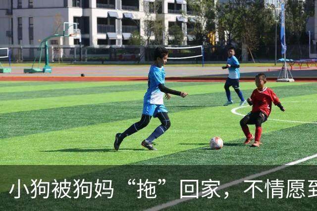 小狗被狗妈“拖”回家，不情愿到连爪子都在控诉：我还要玩！